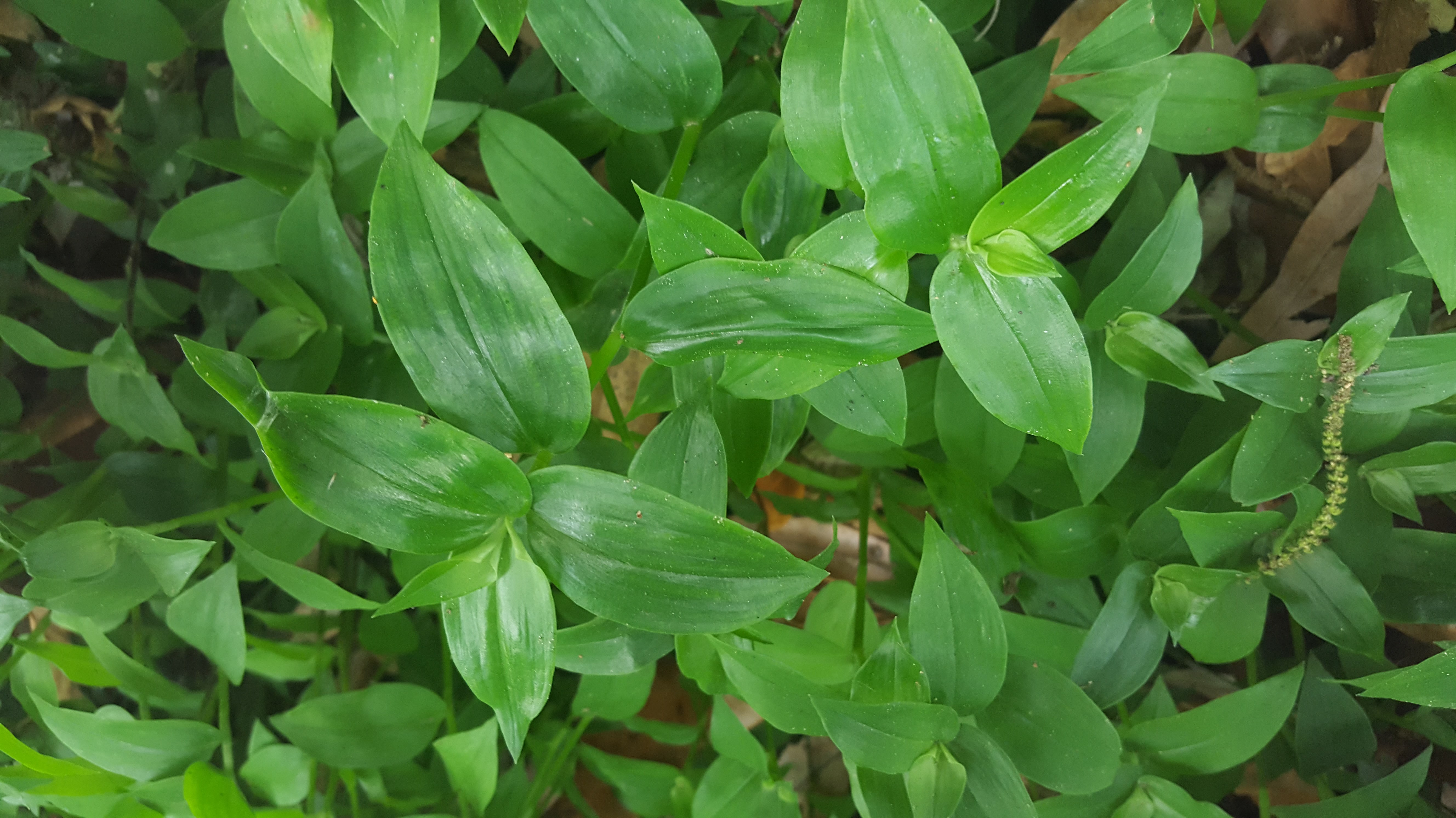 Tradescantia fluminensis